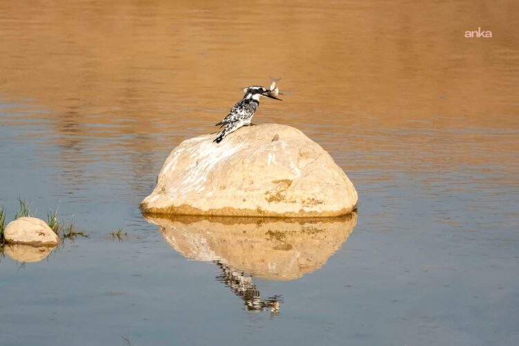 Adıyaman’da ilk kez alaca yalıçapkını görüntülendi