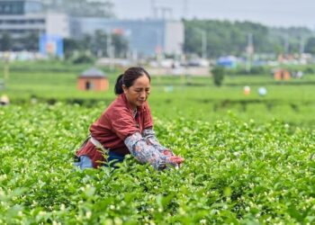 Çin, 2030 yılına kadar çay sektörünün büyüklüğünü 216 milyar dolara çıkaracak