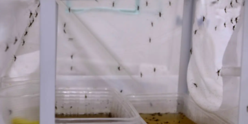 Antalya’da yoğun yağışlar sonrası sivrisinek alarmı