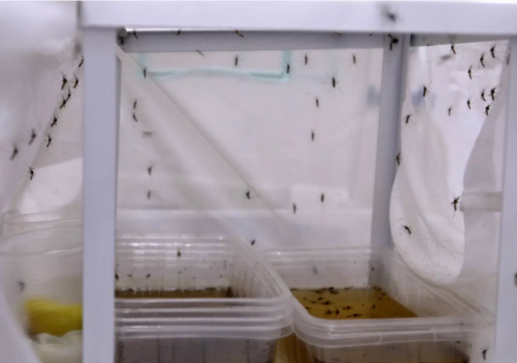 Antalya’da yoğun yağışlar sonrası sivrisinek alarmı