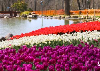 İstanbul’da Lale Bayramı 11-12 Nisan’da kutlanacak