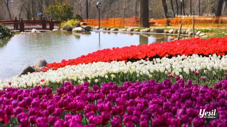 İstanbul’da Lale Bayramı 11-12 Nisan’da kutlanacak