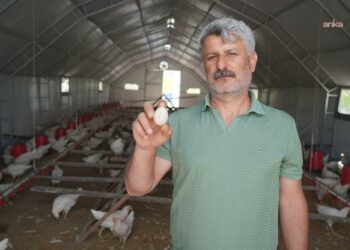 Adıyaman Belediyesi Kümes Hayvancılığı Tesisi’nde üretim başladı