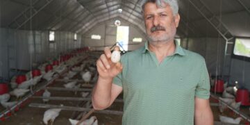 Adıyaman Belediyesi Kümes Hayvancılığı Tesisi’nde üretim başladı