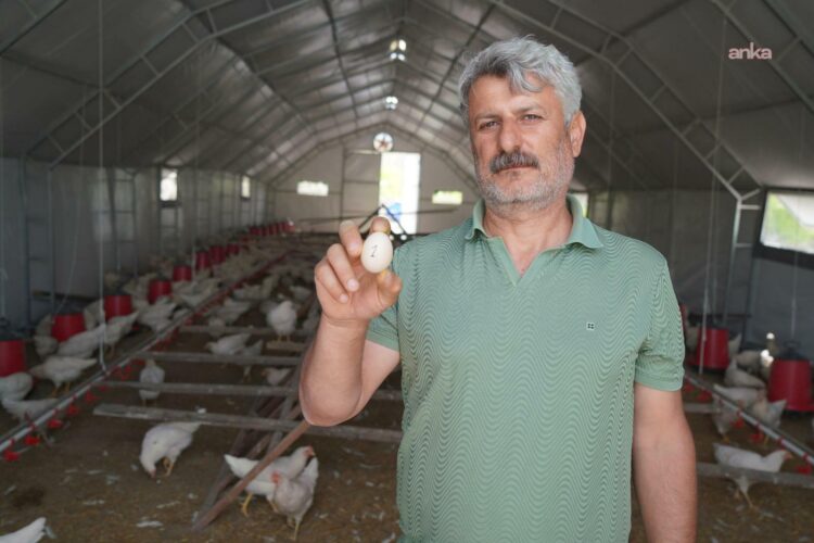 Adıyaman Belediyesi Kümes Hayvancılığı Tesisi’nde üretim başladı
