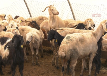 Kurban kesimi esnasında en az 13 bin 513 kişi yaralandı