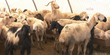 Kurban kesimi esnasında en az 13 bin 513 kişi yaralandı
