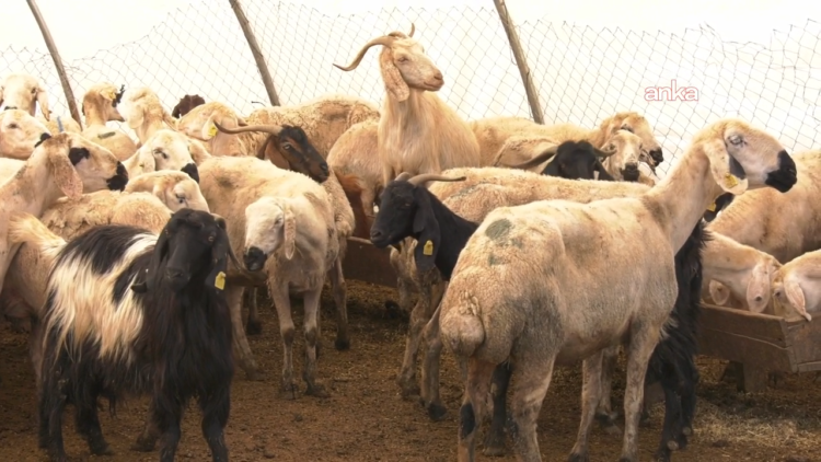 Kurban kesimi esnasında en az 13 bin 513 kişi yaralandı
