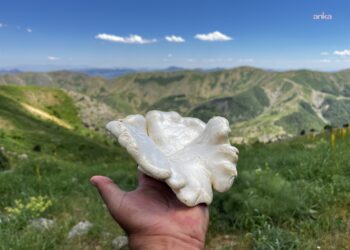 Kınkor mantarı kırmızı etten pahalı: Kilogramı 3 bin lirayı buluyor