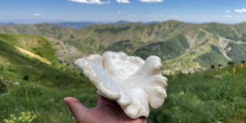 Kınkor mantarı kırmızı etten pahalı: Kilogramı 3 bin lirayı buluyor