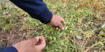 Yozgat’ta etkili olan dolu tarım alanlarına zarar verdi