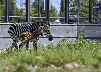 ABB’nin Doğal Yaşam Parkı’nda yavru zebra sevinci