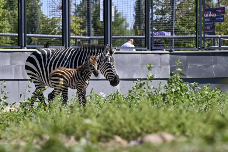 ABB’nin Doğal Yaşam Parkı’nda yavru zebra sevinci