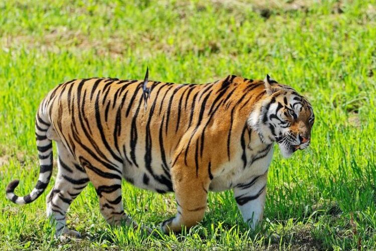 Çin’de yabani Sibirya kaplanı ve leopar popülasyonları önemli ölçüde arttı