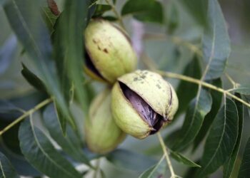 Çin, ABD ve Meksika’dan ithal edilen pikan cevizine geçici anti-damping vergisi uygulayacak