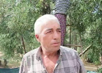 Zeytin üreticisi dertli: “Maliyetler artıyor”