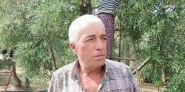 Zeytin üreticisi dertli: “Maliyetler artıyor”