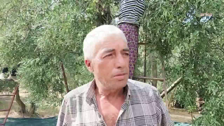 Zeytin üreticisi dertli: “Maliyetler artıyor”