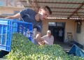 Zeytin üreticilerinden fiyatlara tepki!
