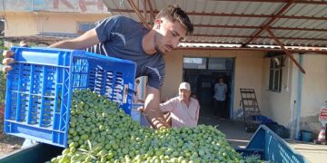 Zeytin üreticilerinden fiyatlara tepki!