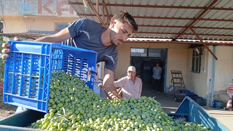 Zeytin üreticilerinden fiyatlara tepki!