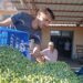 Zeytin üreticilerinden fiyatlara tepki!