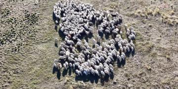 Tunceli’de 2 bin 500 rakımlı yaylada koç şenliği