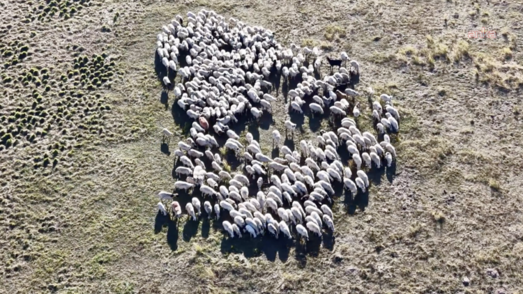 Tunceli’de 2 bin 500 rakımlı yaylada koç şenliği